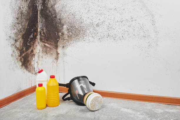 Best Affordable Mold Removal  in Republic, WA