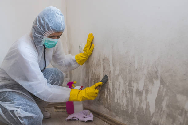 Best Local Mold Removal Service  in Republic, WA