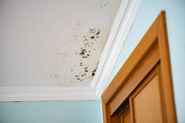 Best Mold Testing  in Republic, WA