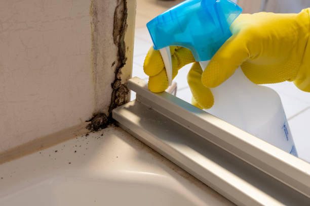 Professional Mold Removal in Republic, WA