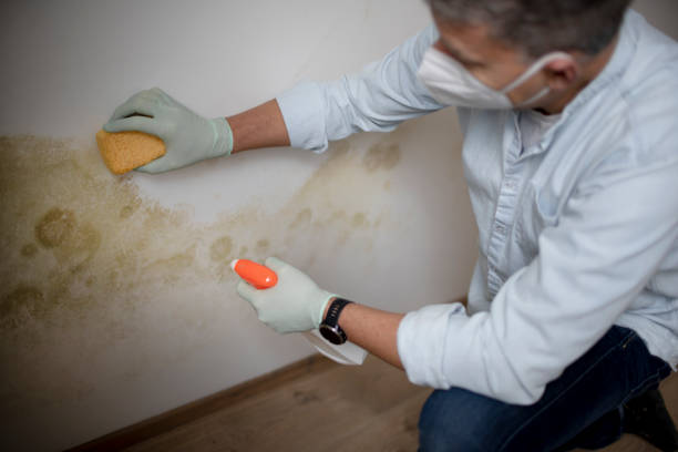 Best Professional Mold Removal  in Republic, WA