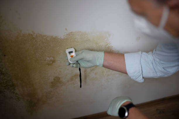 Best Home Mold Removal  in Republic, WA