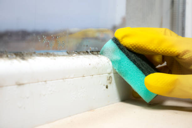 Best Mold Cleaning Services  in Republic, WA
