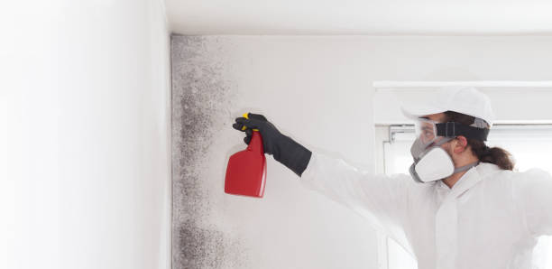 Best Mold Removal Company Near Me  in Republic, WA