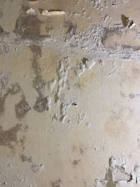 Best Commercial Mold Removal  in Republic, WA
