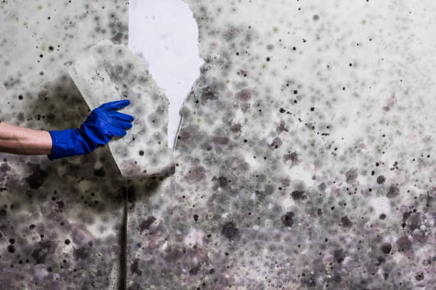 Best Mold Removal Process  in Republic, WA